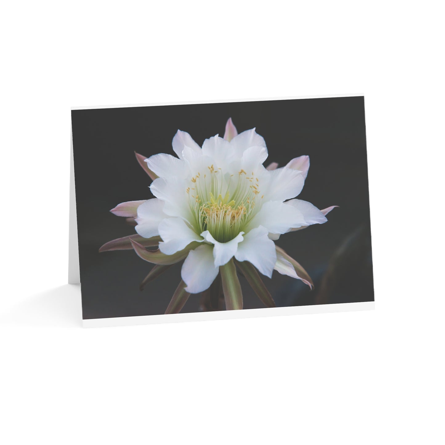 Moonlit Majesty: The Queen of the Night Unfurls Greeting Cards (1, 10, 30, and 50pcs)