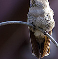 Archway Hummingbird 