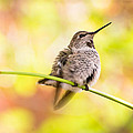 Baby Hummingbird