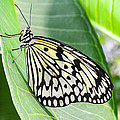 Black and White Butterfly on Green Leaf