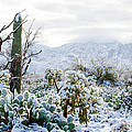 Blanket of Snow in the Sonoran Desert