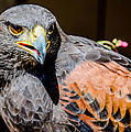Harris Hawk 