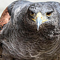 Harris Hawk ready for attack