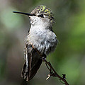 Hummingbird on a Branch 