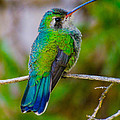 Hummingbird Posed