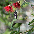 Male Costa Hummingbird and The Fairy Duster