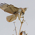 Red Tail Hawk takes a bite 