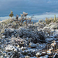 Tucson Covered in Snow