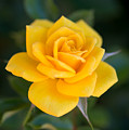 Yellow Rose of Texas