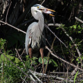Heron with Fish