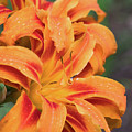 Orange Red Lilies 