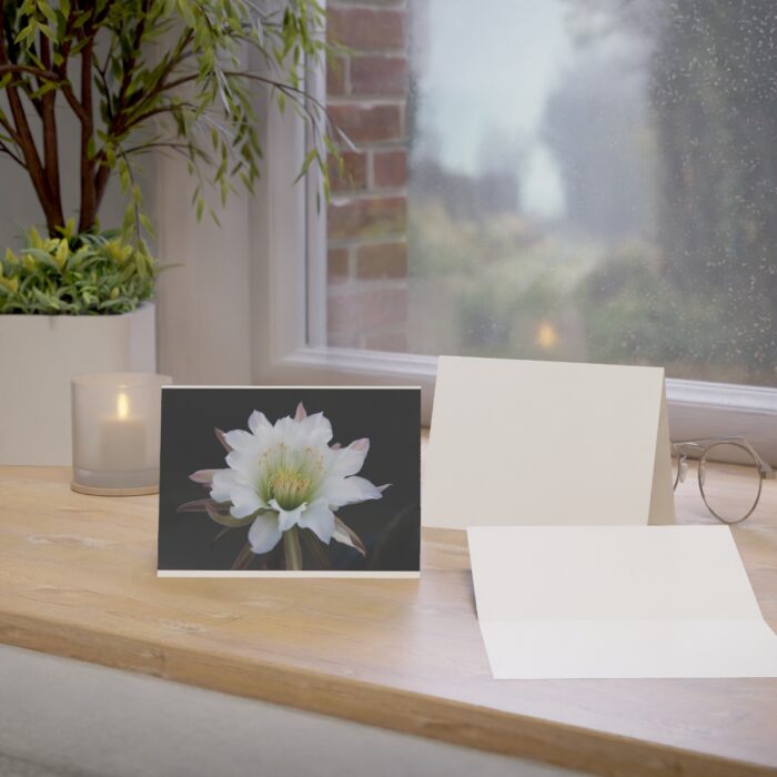 night blooming cereus