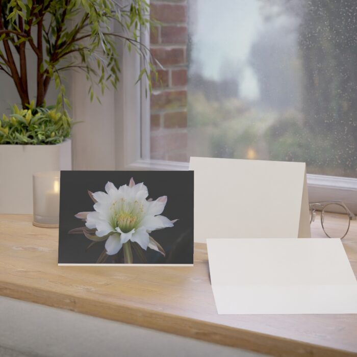 night blooming cereus